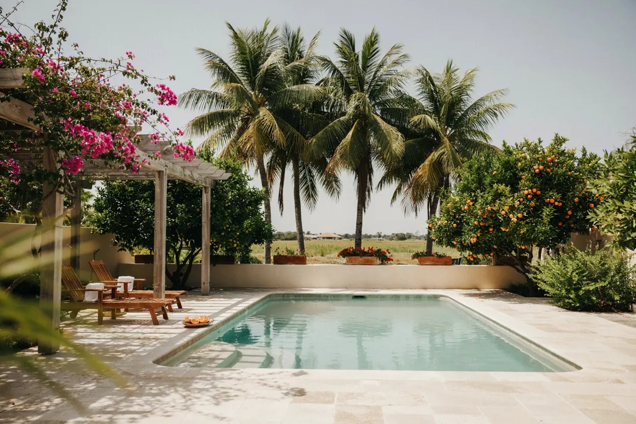Rio Grande Valley backyard pool with palms and citrus